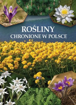 Rośliny chronione w Polsce