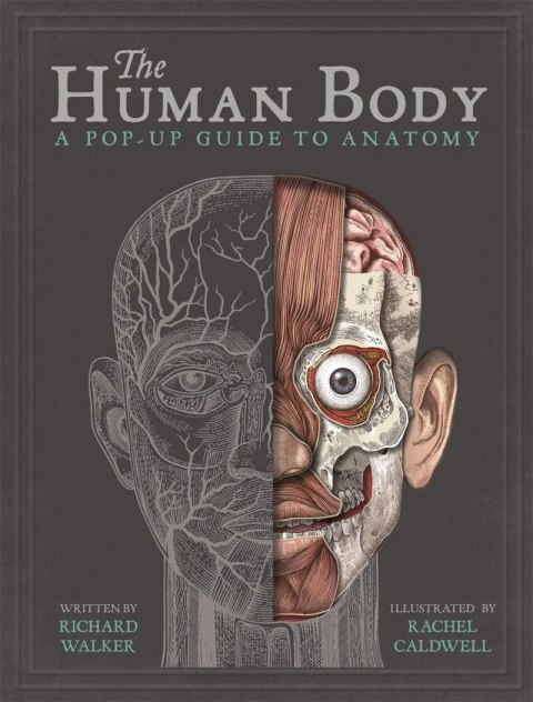 The Human Body. A Pop-Up Guide to Anatomy wer. angielska